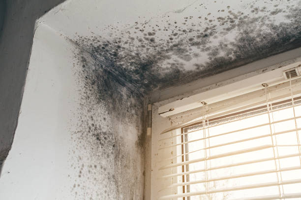 Affordable Mold Inspection solutions in Park Ridge, NJ